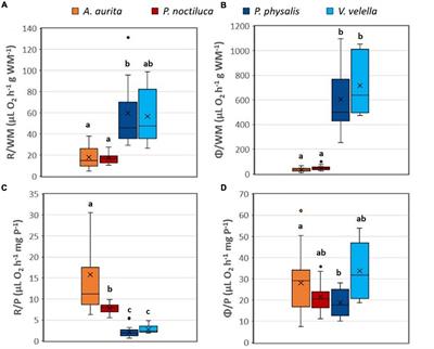 Wind Drifting vs. Pulsating Swimming Jellyfish: Respiratory Metabolism and Composition Differences in Physalis physalis, Velella velella, Aurelia aurita, and Pelagia noctiluca